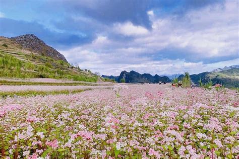 Ha Giang Festivals and Events: A year-round calendar - Local Ha Giang