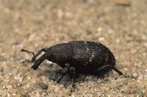 Black Weevil Hd Wallpaper Wallpaper Flare