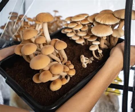 All About Psilocybe Cubensis Distribution Morphology And Common