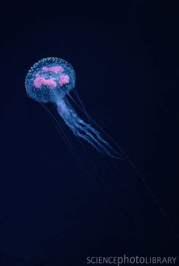 Deep Sea Bloggerhead: Bioluminescence in Jellyfish