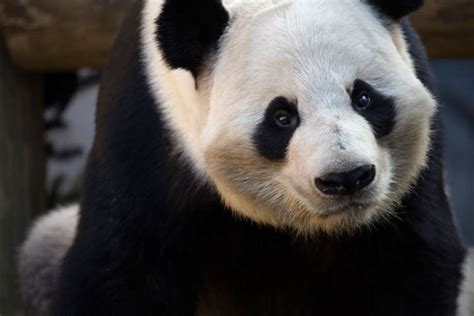 Giant Panda Zoo Atlanta