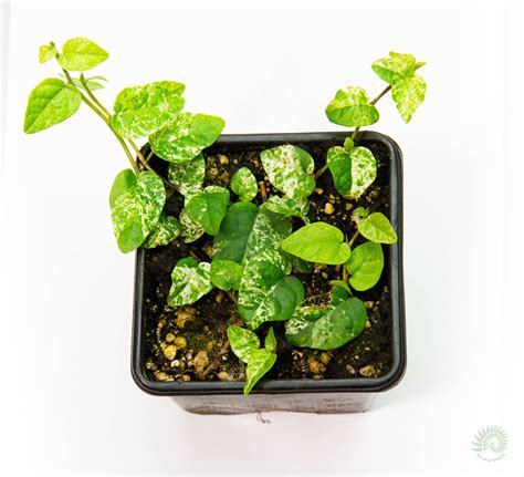 Ficus pumila variegata (фикус пумила вариегатный) - Florariumplants