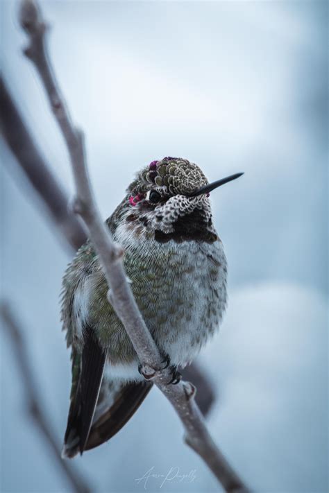 A Hummingbird in Winter : r/pics