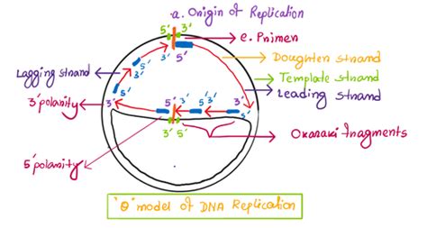 Ch 12 Dna Replication And Recombination Genetics 207 Flashcards