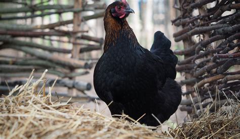 Maran Chicken Breed Profile - The Hip Chick