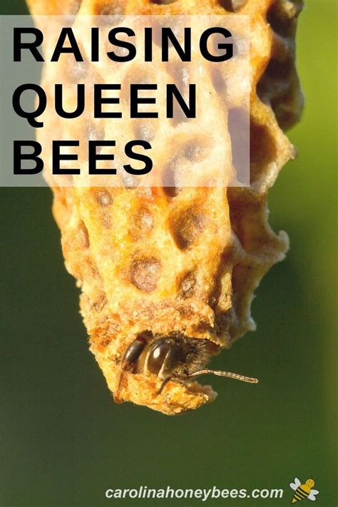 Queen Rearing Raise Your Own Queen Bees Carolina Honeybees Bee