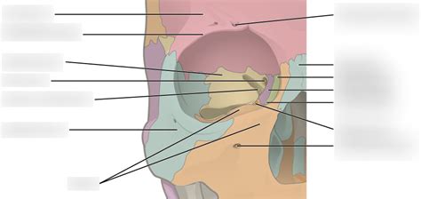 Anatomy Bones Of The Right Orbital Diagram Quizlet