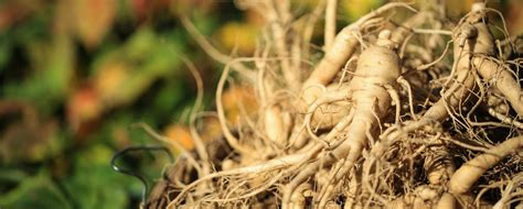 About Ontario Ginseng Growers Association