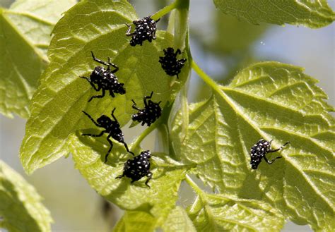 Invasive Spotted Lanternfly Established in Prince William County ...