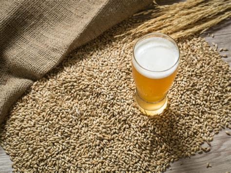 O Levedo De Cerveja