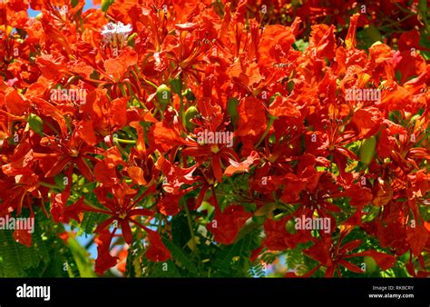 Flame of the forest tree hi-res stock photography and images - Alamy