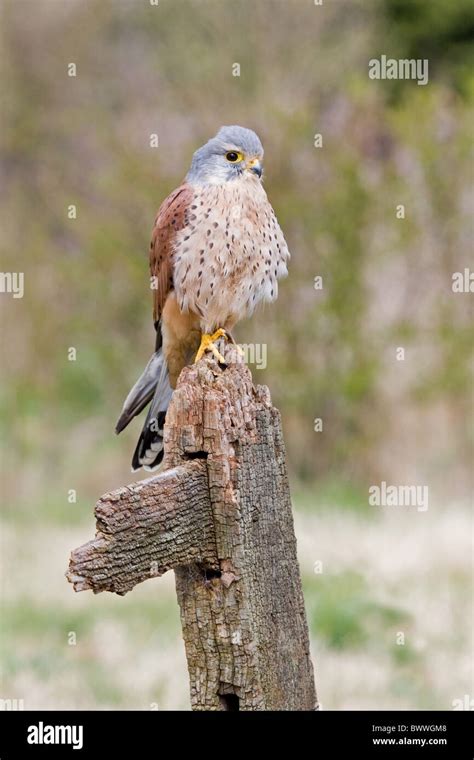 Common Kestrel Falco Tinnunculus Adult Male Perched On Post Suffolk