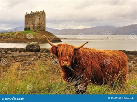 Highland Cow, On Loch Linnhe, Scotland Stock Photos - Image: 23600103