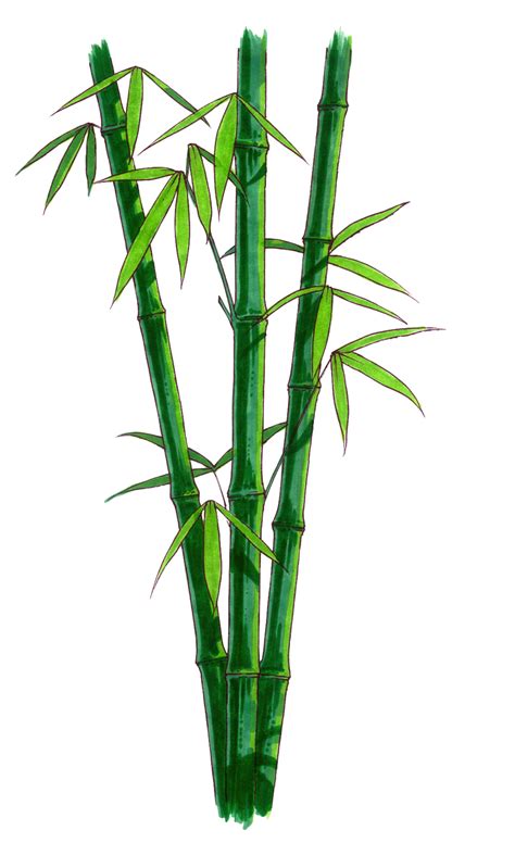 Bamboo Png Bamboo Transparent Background Freeiconspng