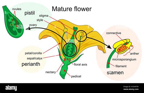 Educational diagram of a mature flower showing the main parts