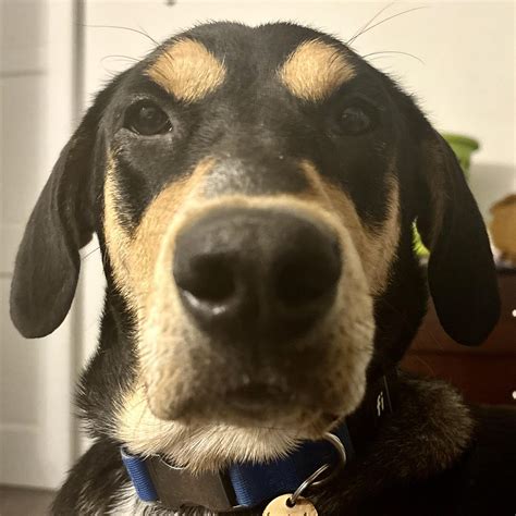Louisville Family Animal Hospital | Louisville CO