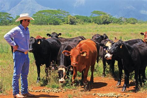 Cattle ranching on the island of Kauai