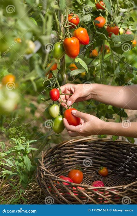 Woman`s Hands Harvesting Fresh Organic Tomatoes In Her Garden On A