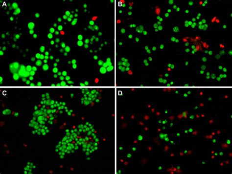 Fluorescence Micrographs Of MCF 7 Cells Treated With Different