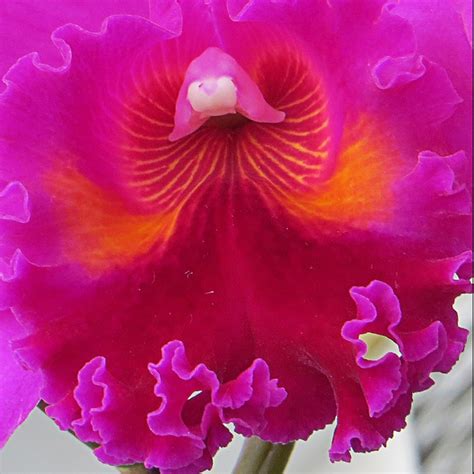 Orchid Petal Flower Free Photo On Pixabay Pixabay