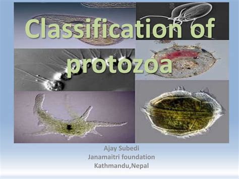 Presentation On Classification Of Protozoa Ppt