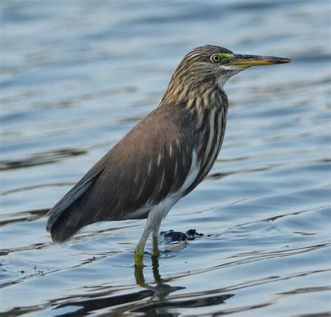 Bangkok City Birding Pond Herons