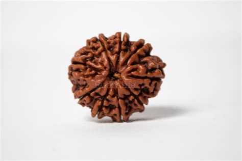 Nine Mukhi Rudraksha Everything You Need To Know