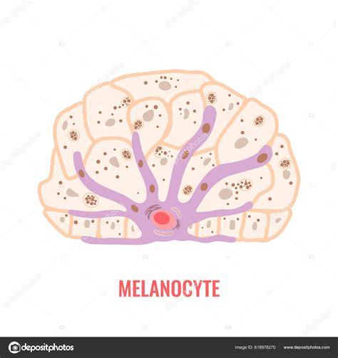 Melanocyte Cell Biology Skin Tone Pigmentation Diagram Melanin Pigment