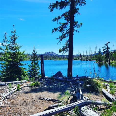 Amazing Experience To See The Skeleton Of The Previous Forest Waldo Lake In The Waldo Lake