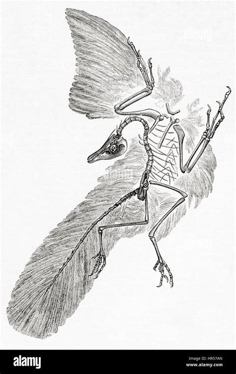 Larchaeopteryx Espèce Doiseau Comme Des Dinosaures Cest Une Transition Entre La Non Aviaires