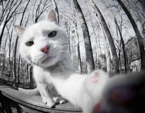 Cats Taking Selfies 21 Pics