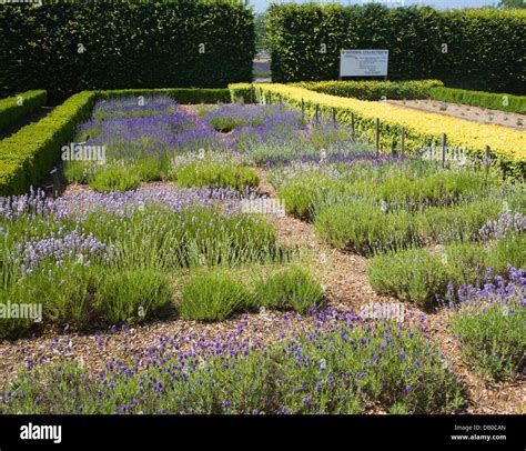 Norfolk lavender Heacham, Norfolk, England Stock Photo - Alamy