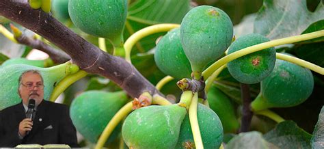 A Figueira Sem Frutos E Suas Li Es