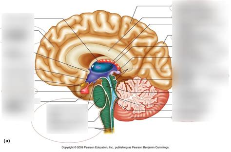 Anatomy Quiz Ex Diagram Quizlet