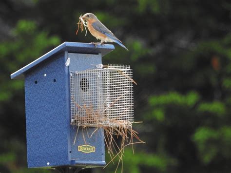 Our Bird Safe Bluebird House Protects Your Birds Bluebird House