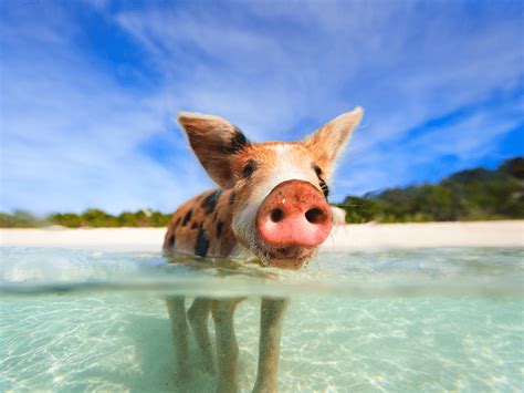 How to Swim With Pigs in the Bahamas