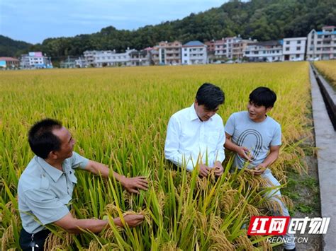 农民丰收节丨隆回县羊古坳镇雷峰村超级稻亩产再创新高 平均亩产1138公斤 时刻