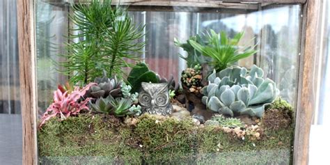 What Soil Suits a Succulents in Terrarium - Organize With Sandy