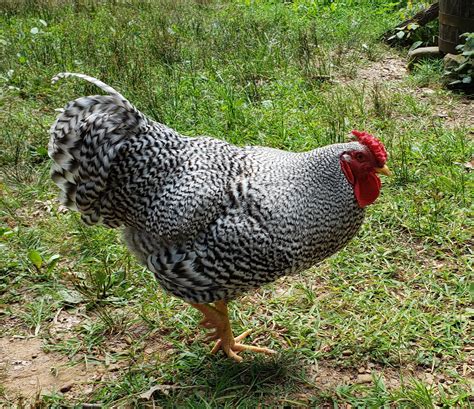 Handsome Dominique rooster : r/chickens