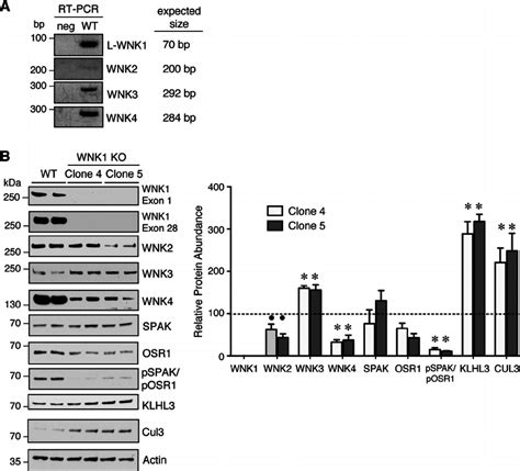 Steady State Expression Of The Endogenous Wnk Spakosr1 Pathway In Wt