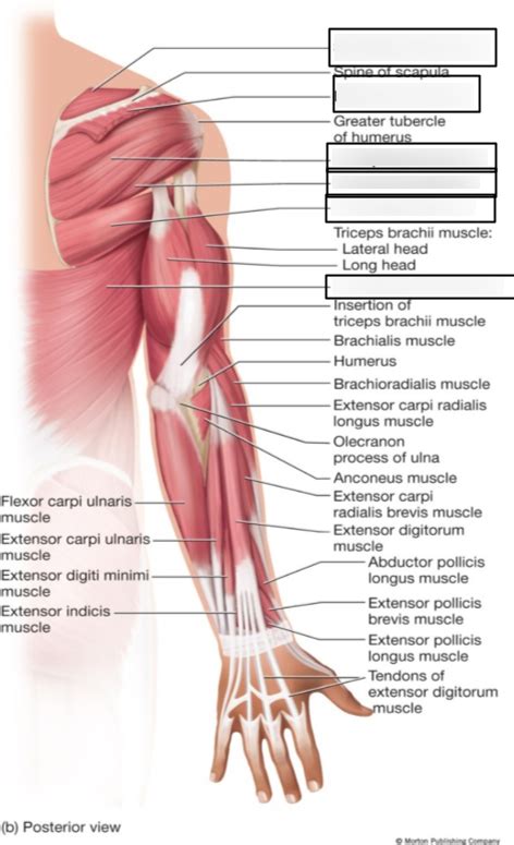 Bsc Lab Exam Upper Limb I Diagram Quizlet