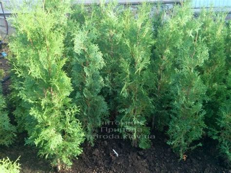 Туя западная колоновидная Колумна (Thuja occidentalis Columna) ФОТО (51 ...