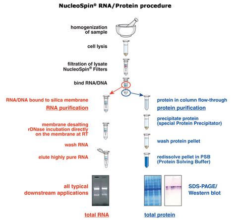 Lysis Buffer Recipe For Rna Extraction Blog Dandk