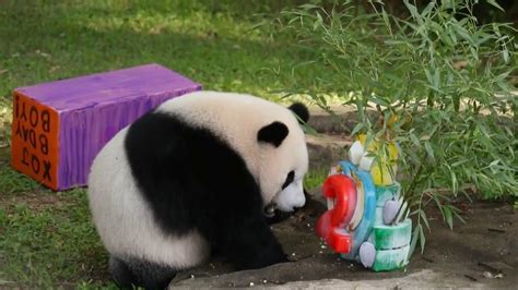 Panda Cub Xiao Qi Ji Celebrates 2nd Birthday In Washington YouTube