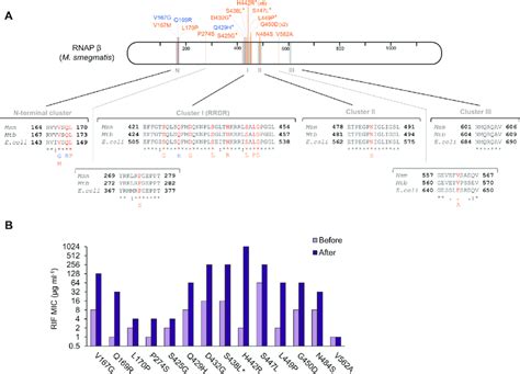 Mutations In RpoB In The MA Lines Identification And Effect On