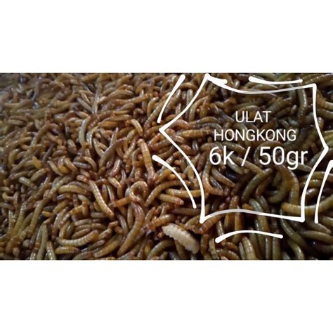 Jual Pakan Ikan Ulat Hongkong 50 Gram Shopee Indonesia