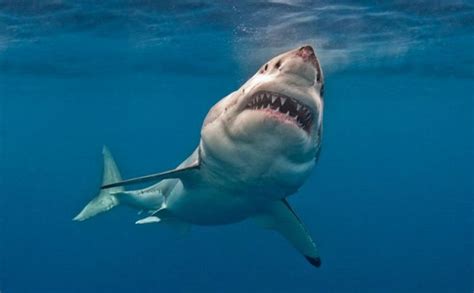 bolsaia belaia akula  famaguste vestnik kipra