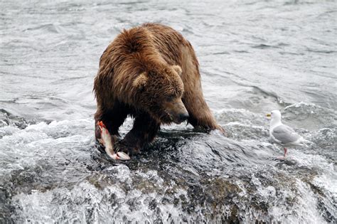 Brian Montalbo Photography Alaska Animals