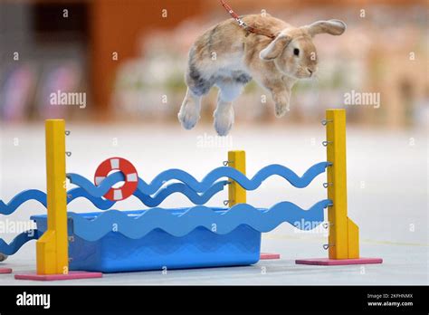 European rabbit hop championships 2022 hi-res stock photography and ...