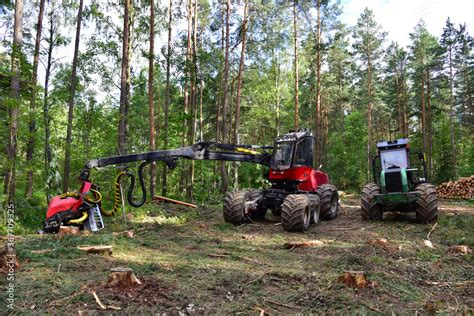 Pine forest harvesting machine at work during clearing of a plantation ...